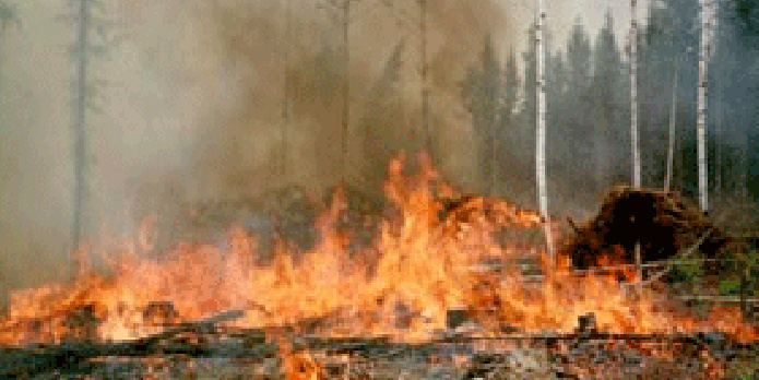 Sistema de alerta combaterá incêndios no Parque da Tijuca